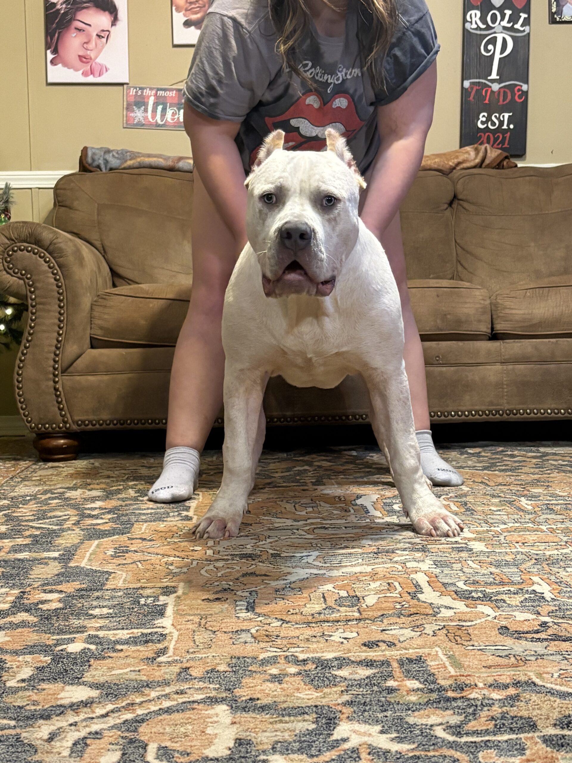 Dog Featured Image