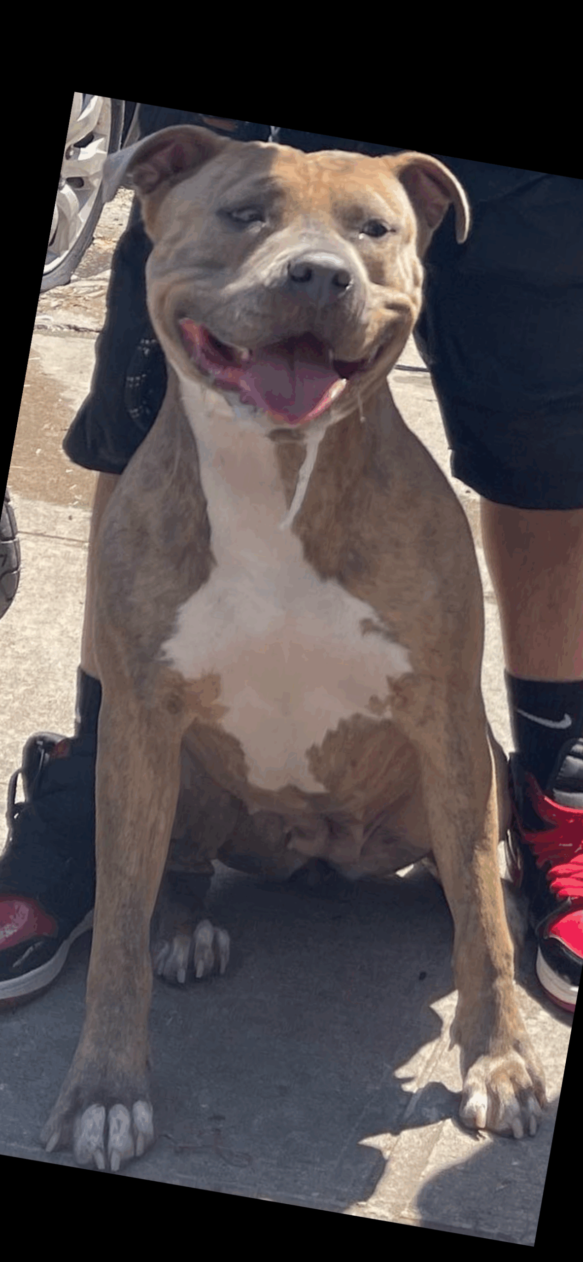 Dog Featured Image