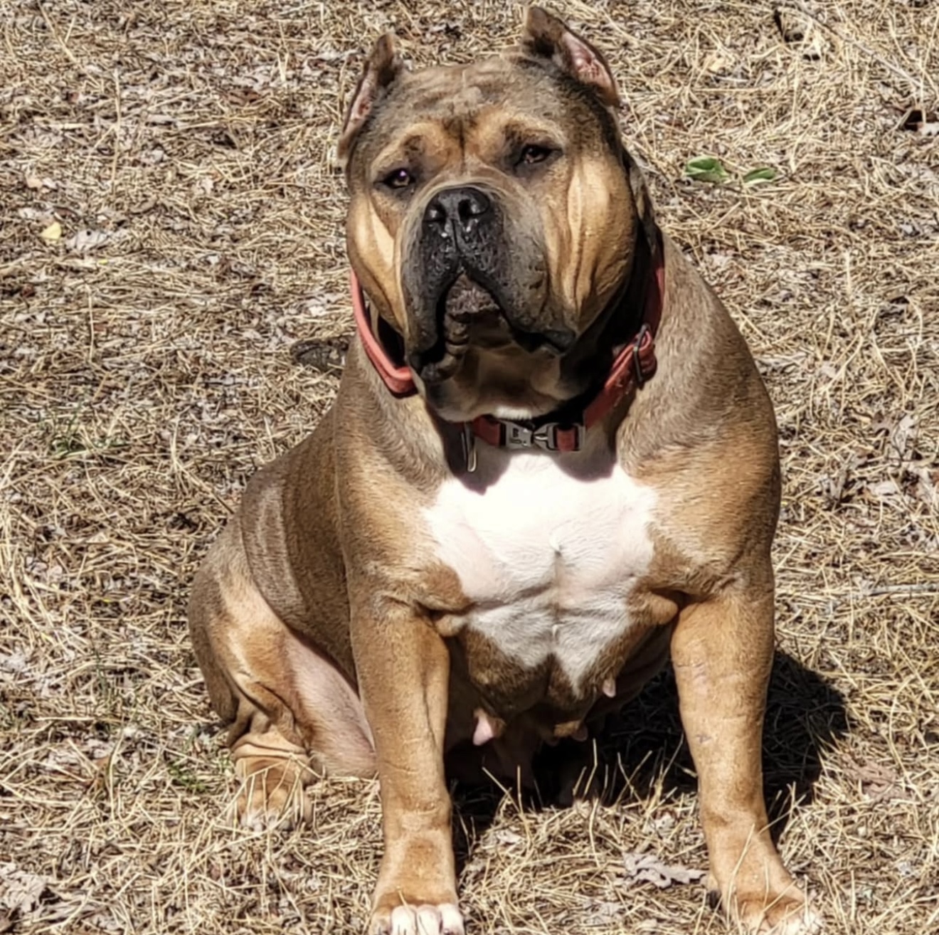 Dog Featured Image