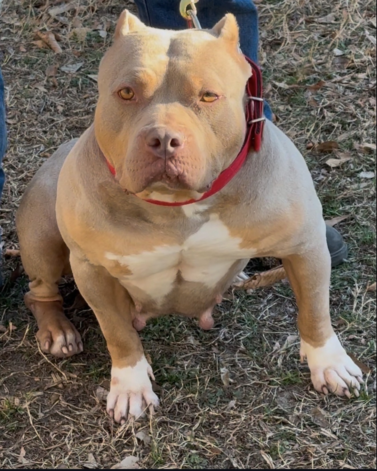 Dog Featured Image