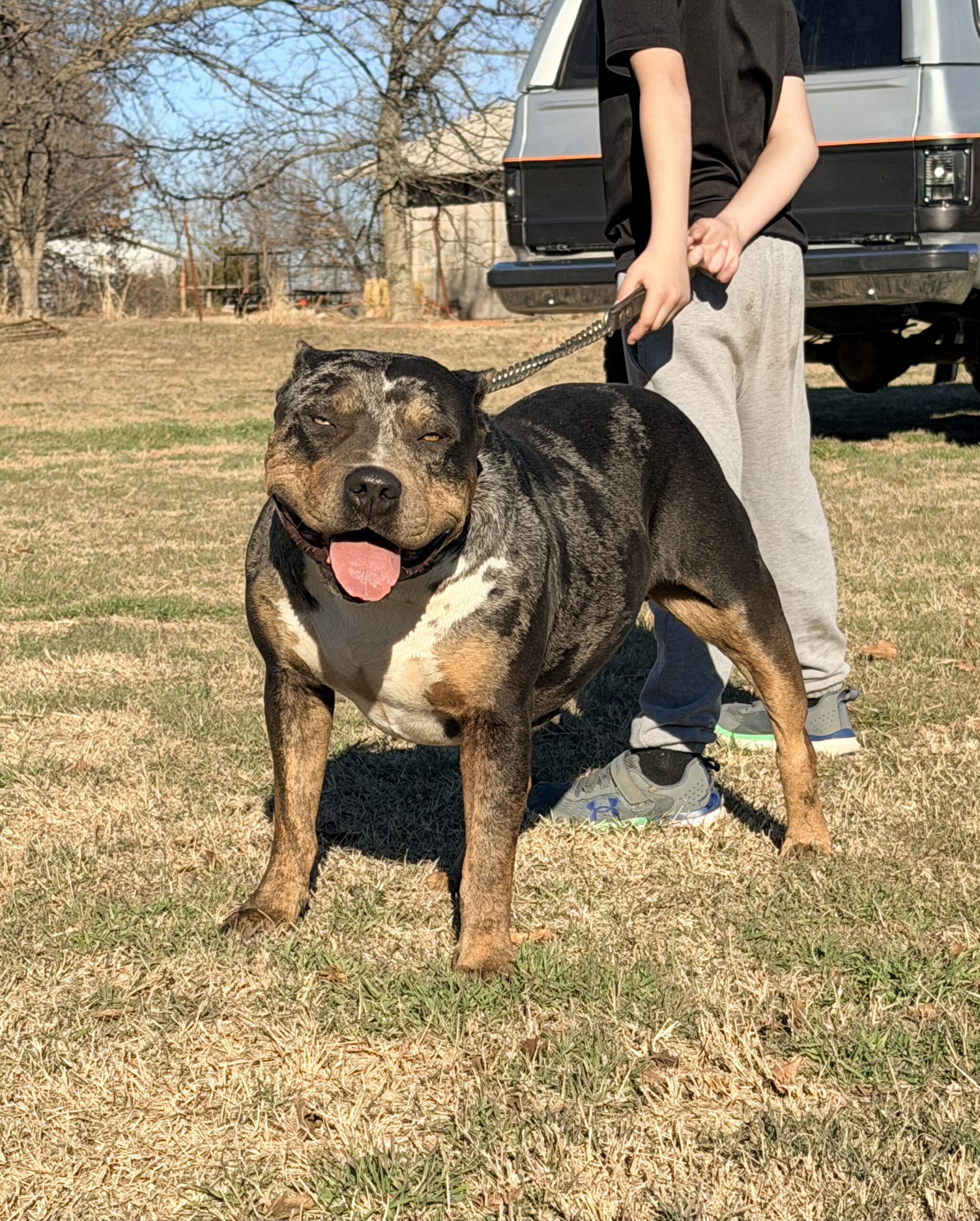 Dog Featured Image