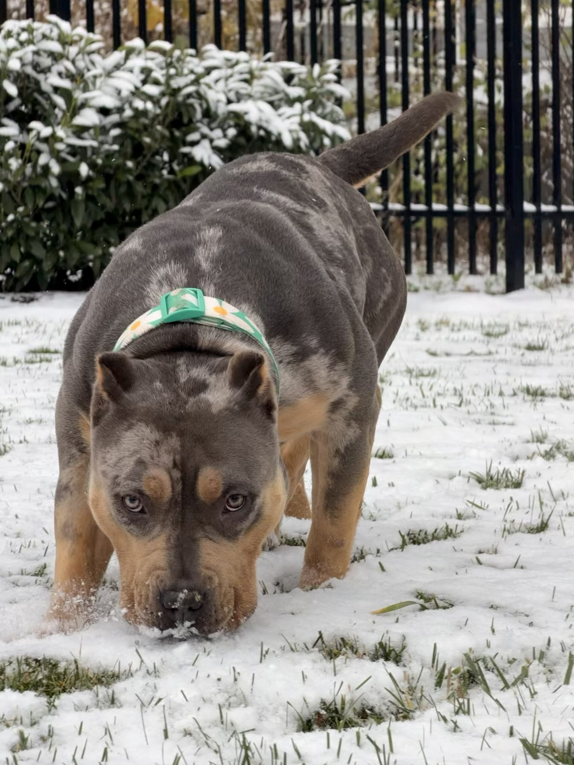 Dog Featured Image