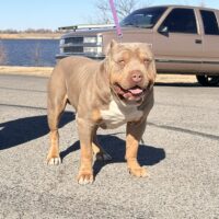 Led Kennels