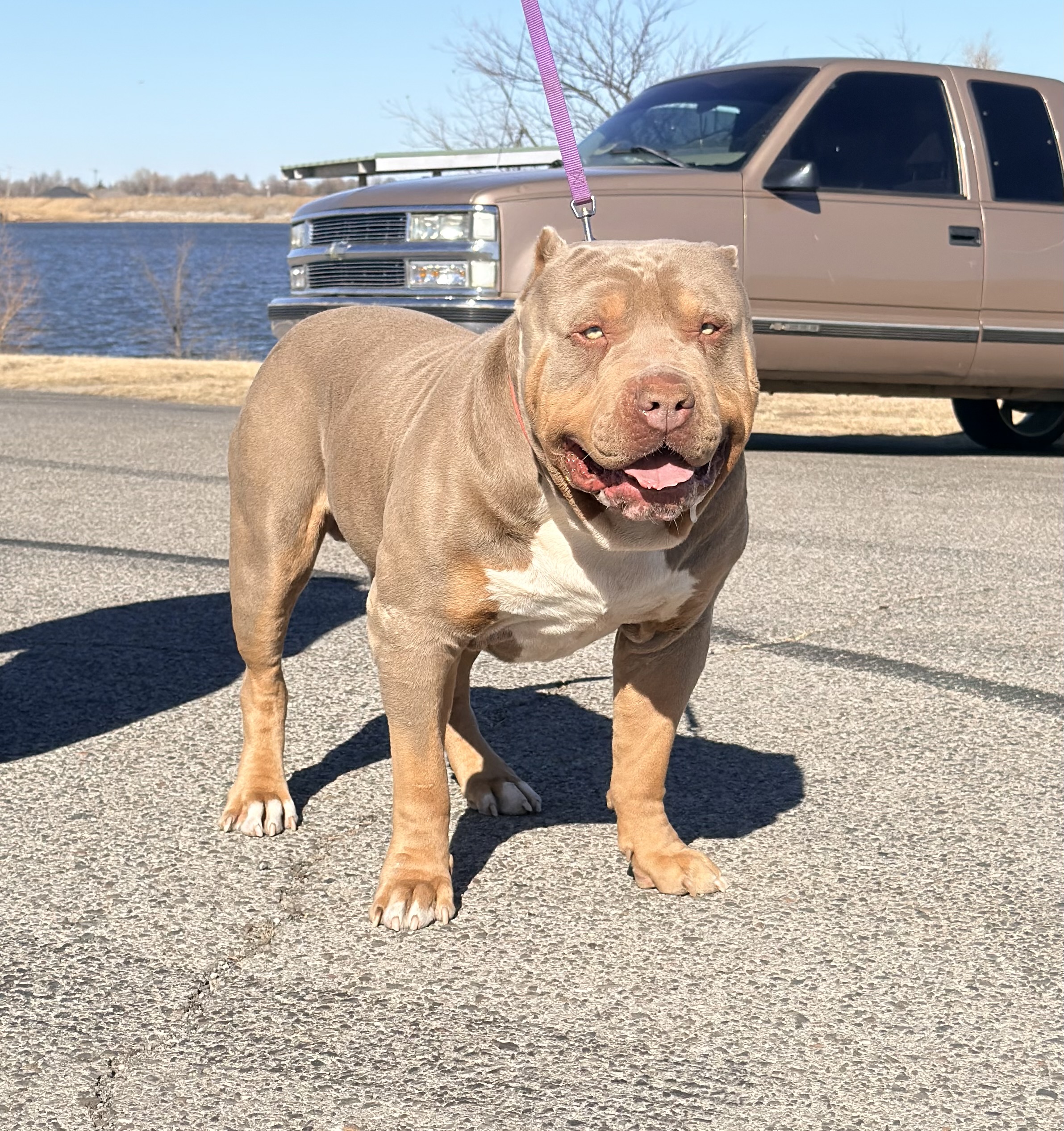 Dog Featured Image