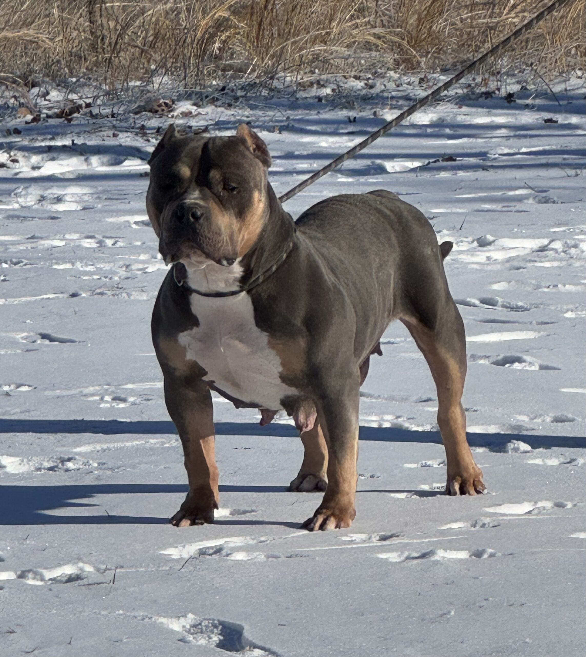 Dog Featured Image