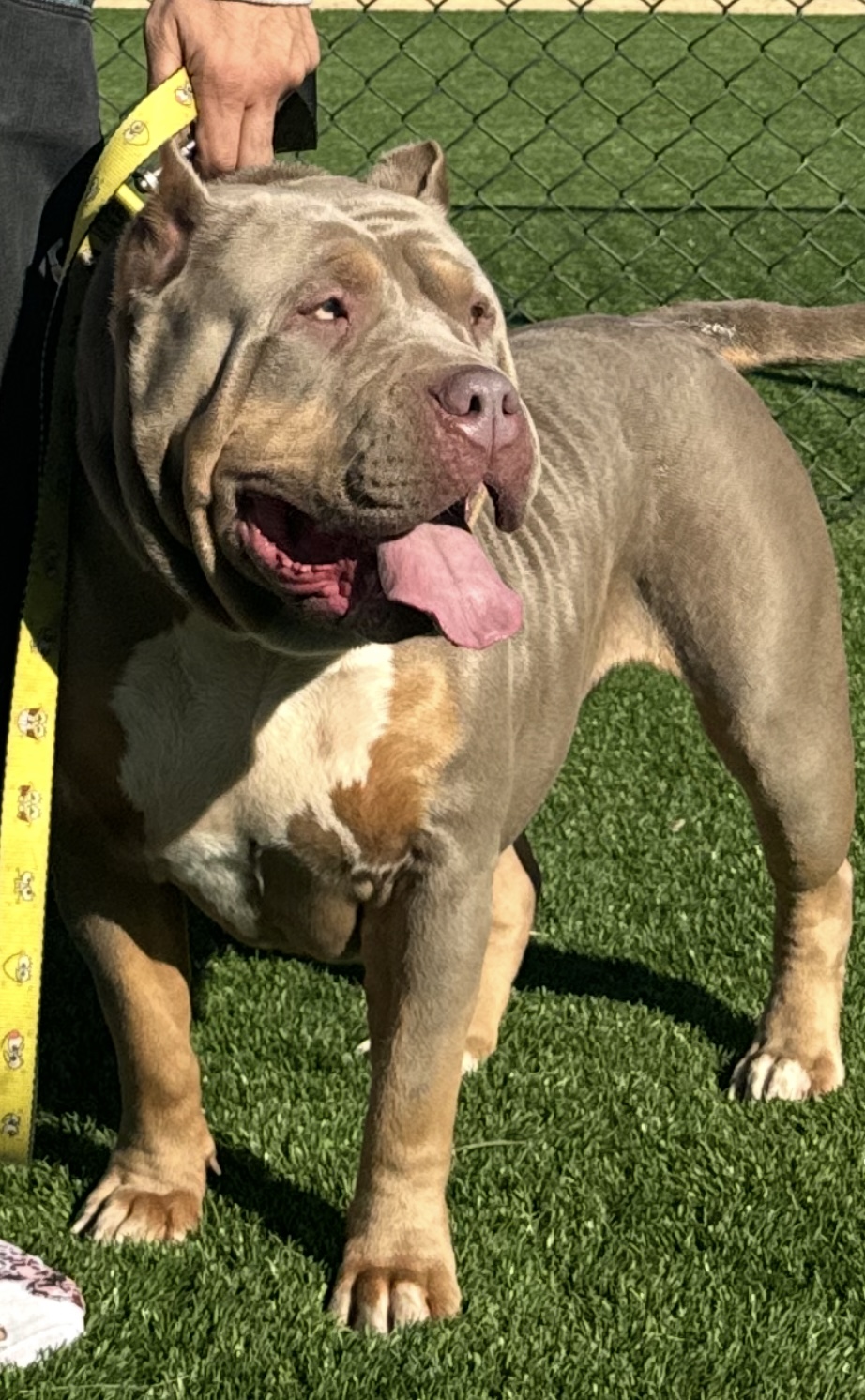 Dog Featured Image