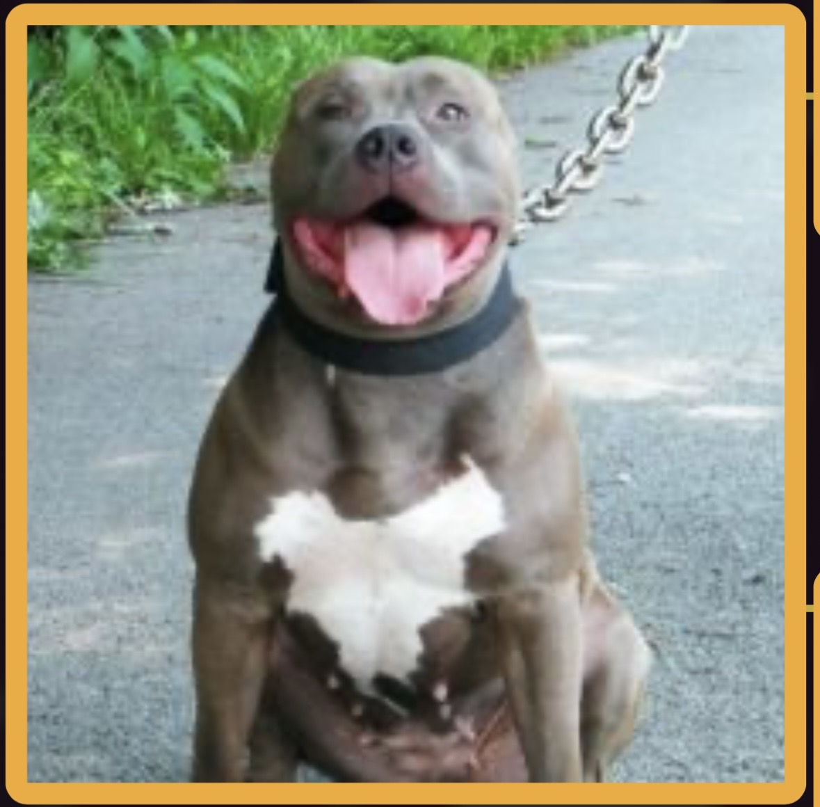 Dog Featured Image