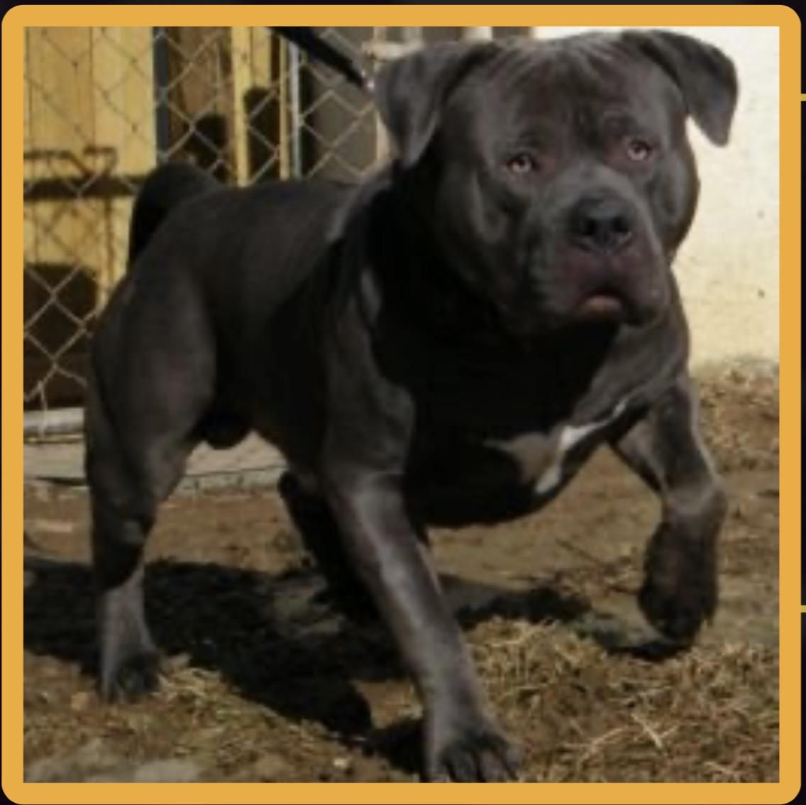 Dog Featured Image