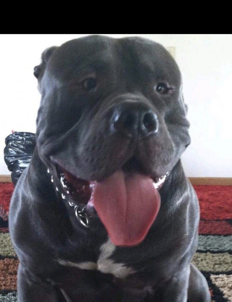 Dog Featured Image