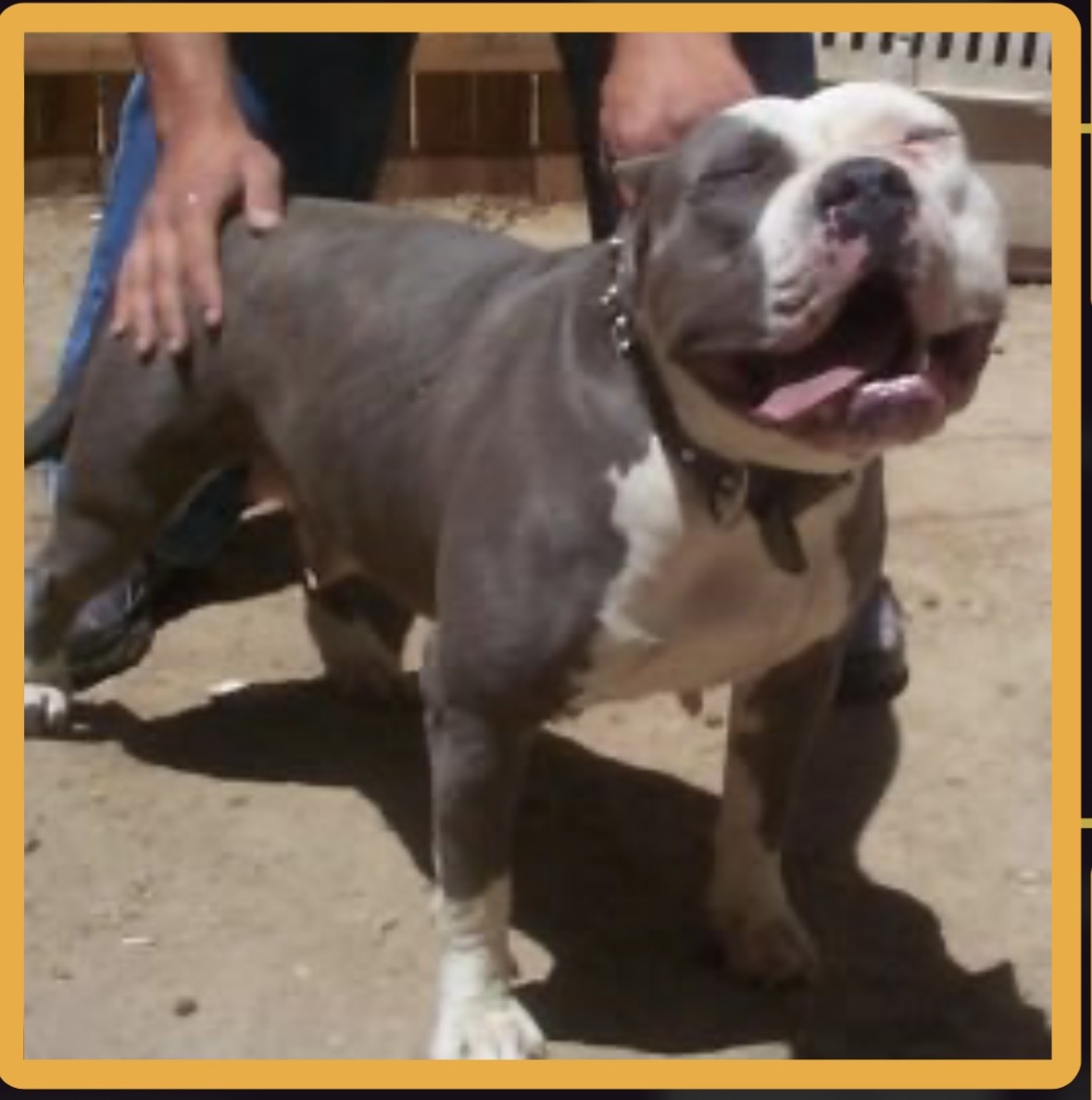 Dog Featured Image