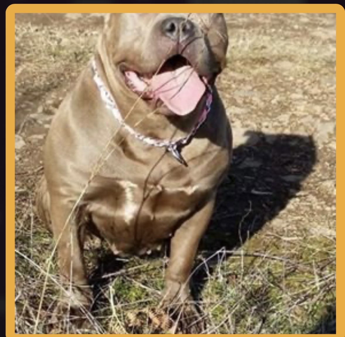 Dog Featured Image