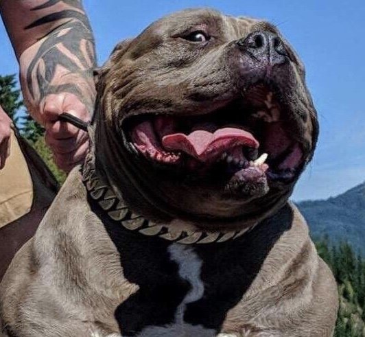 Dog Featured Image