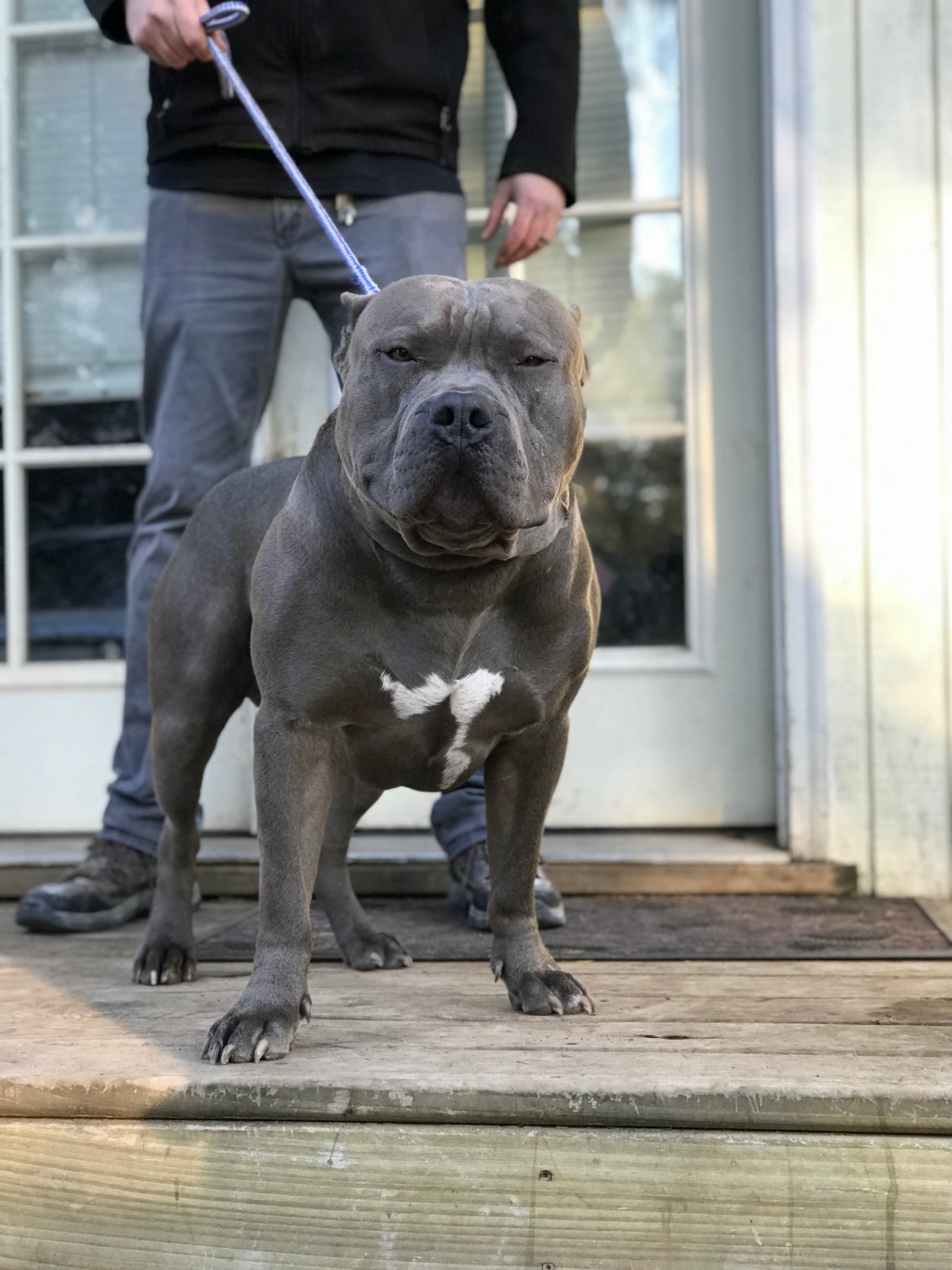Dog Featured Image