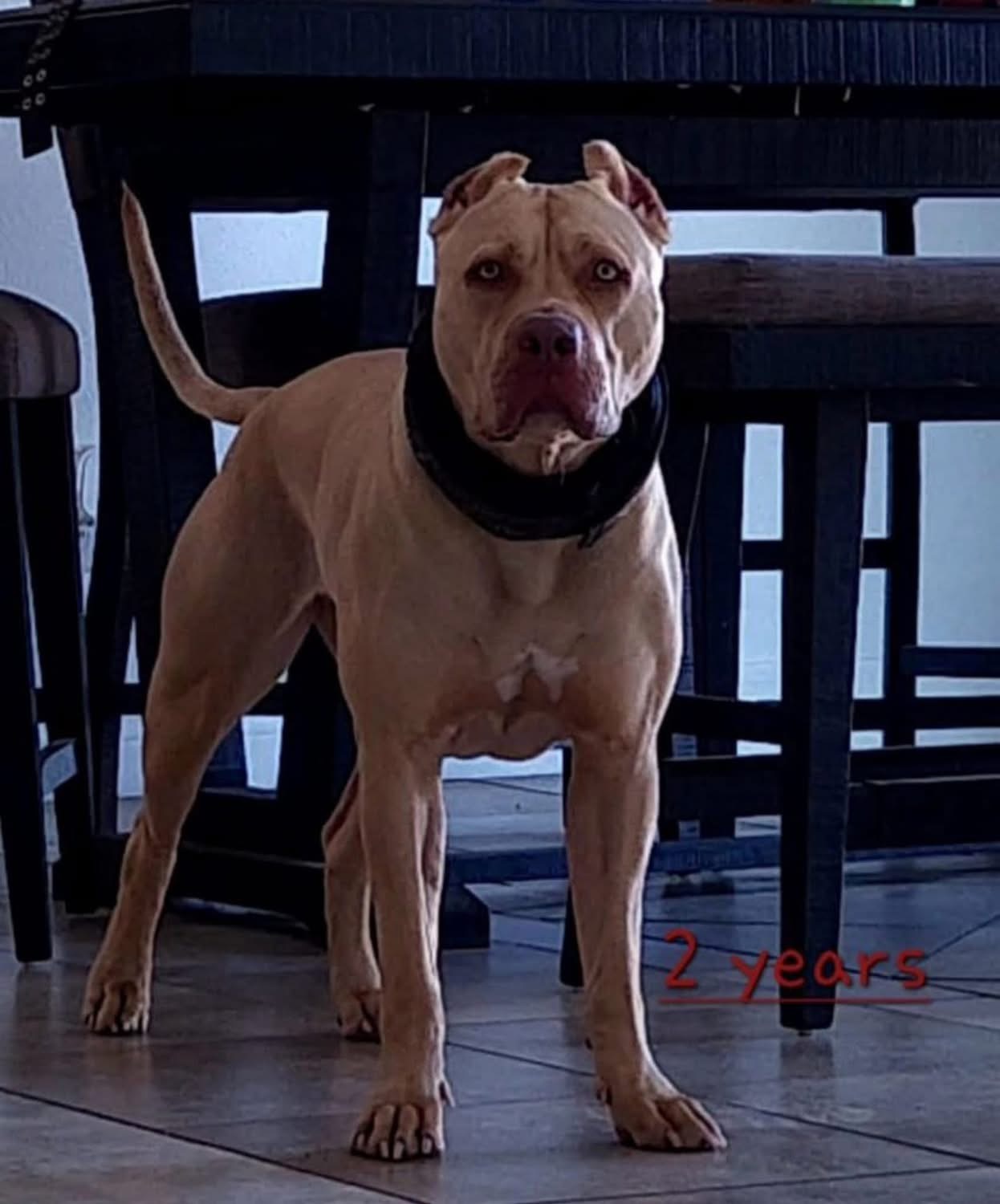 Dog Featured Image