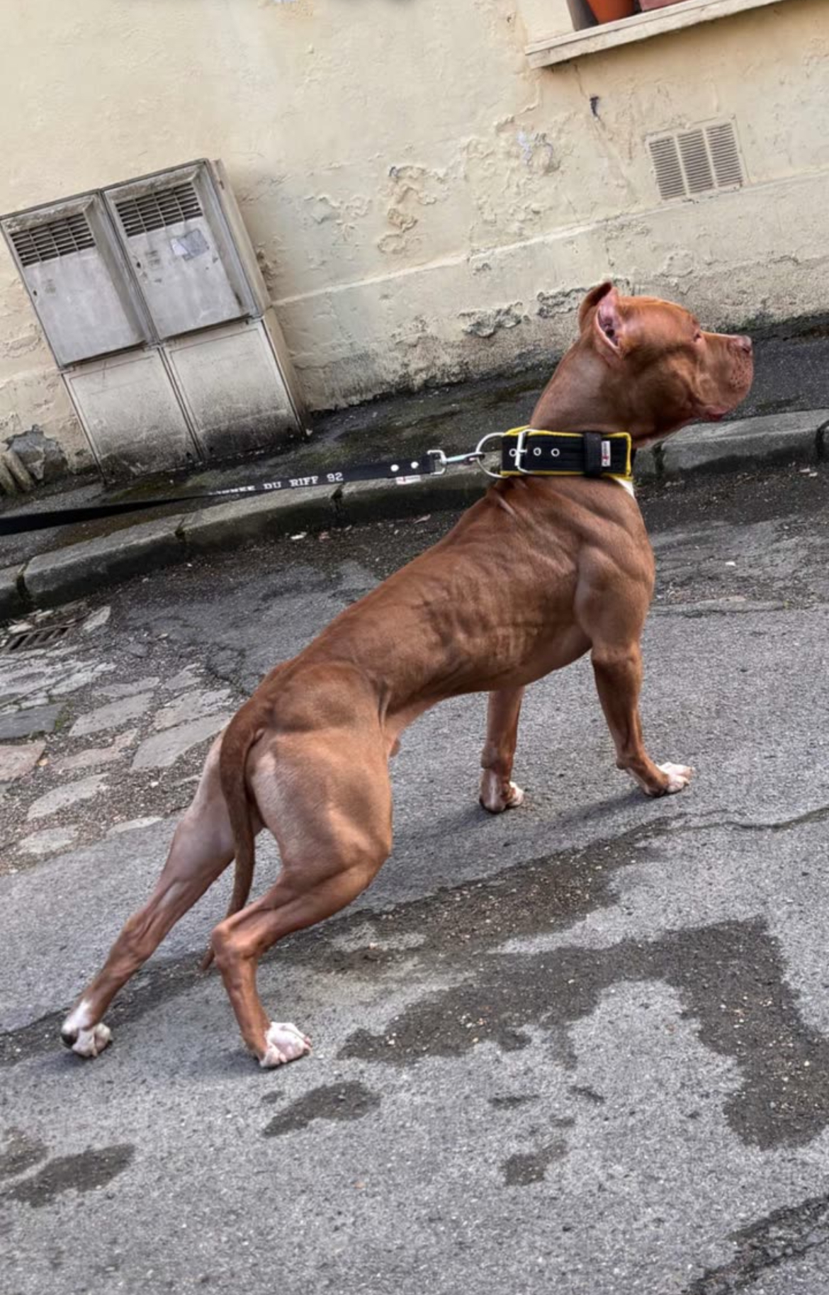 Dog Featured Image