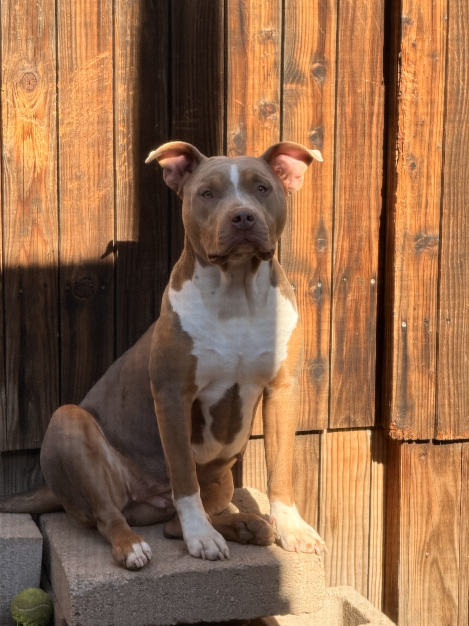 Dog Featured Image
