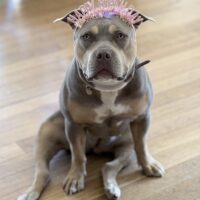 Alpha Kennels Lola