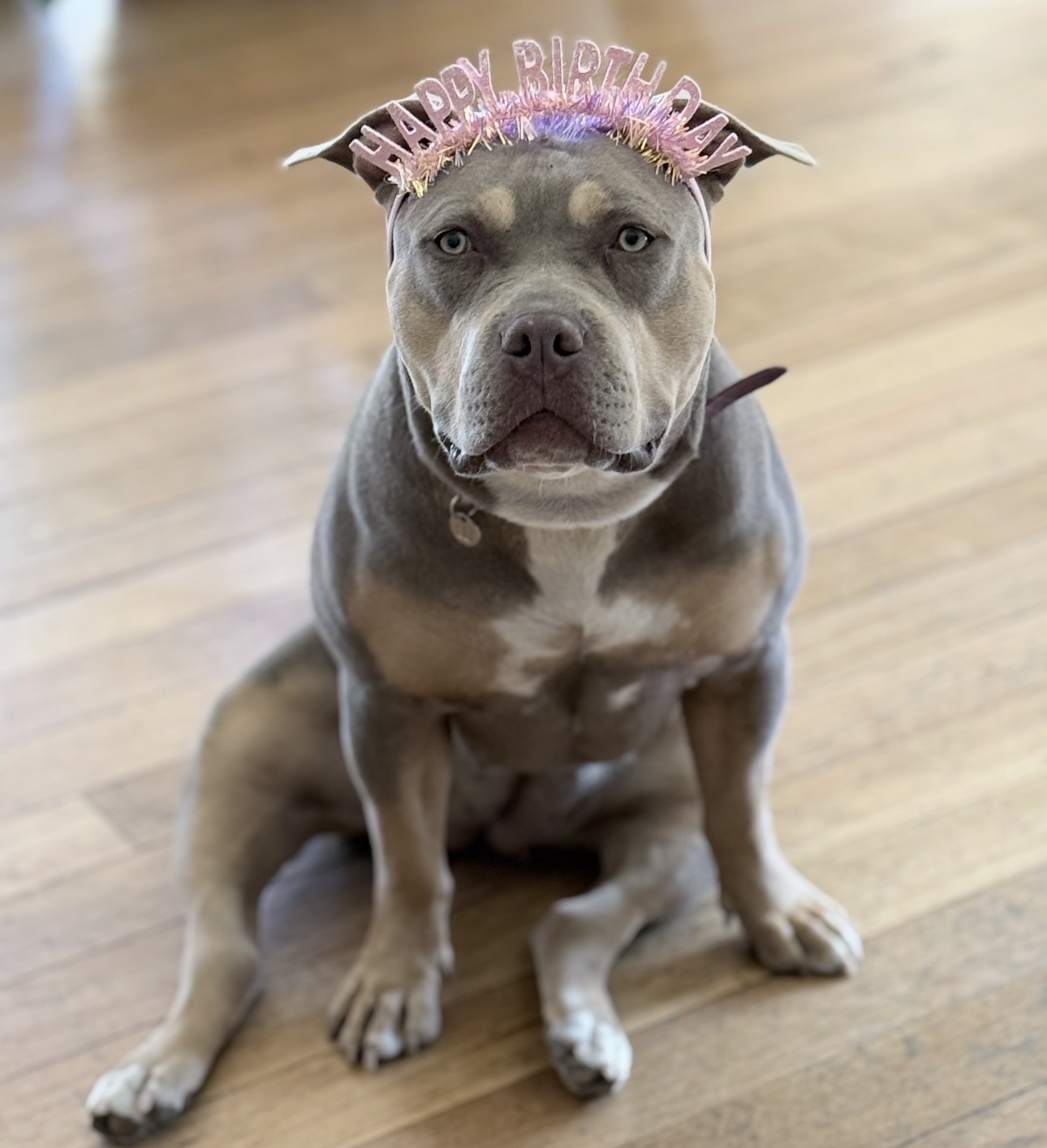 Dog Featured Image