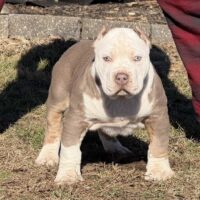 SHOWMEBULLS YEYO of OTSK