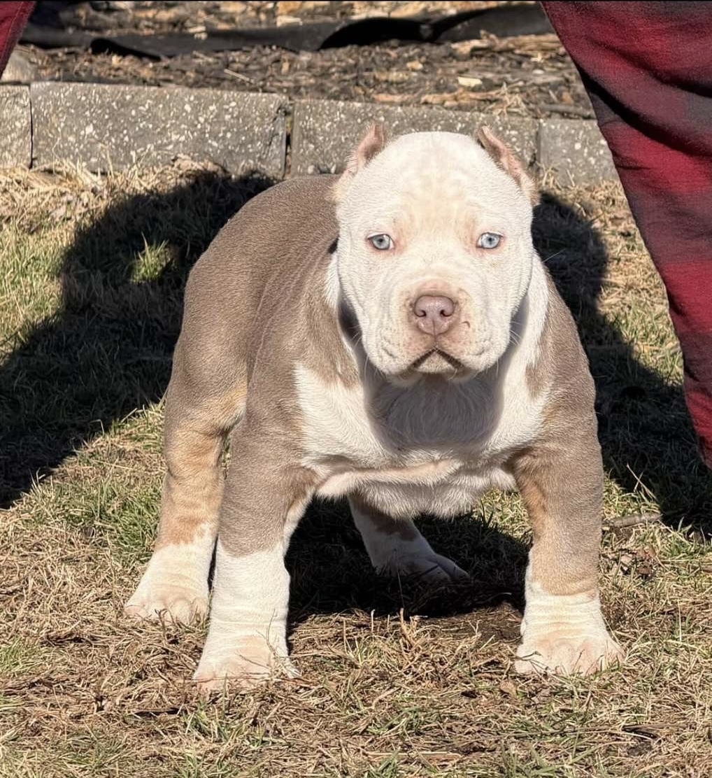 Dog Featured Image