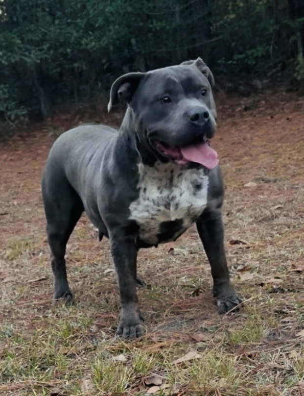 Dog Featured Image
