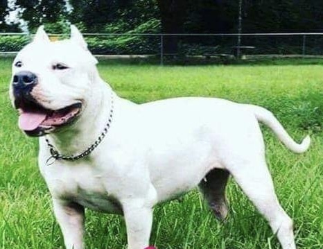Dog Featured Image