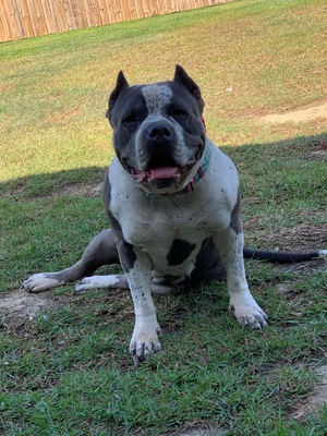 Dog Featured Image