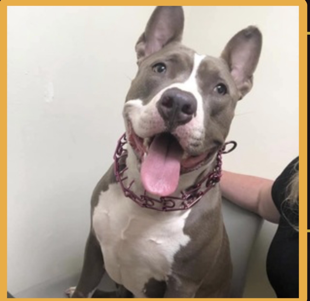 Dog Featured Image