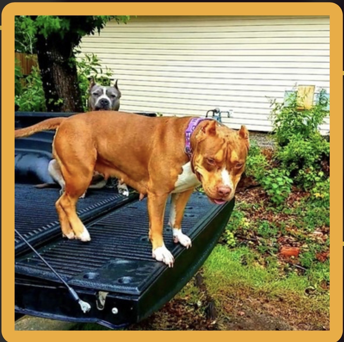 Dog Featured Image