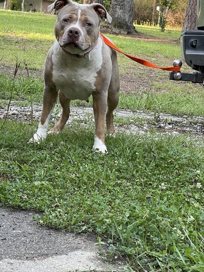 Dog Featured Image