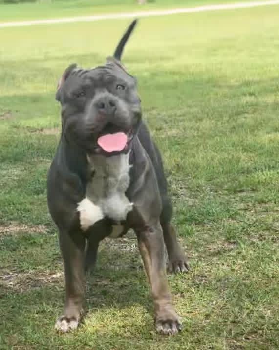 Dog Featured Image