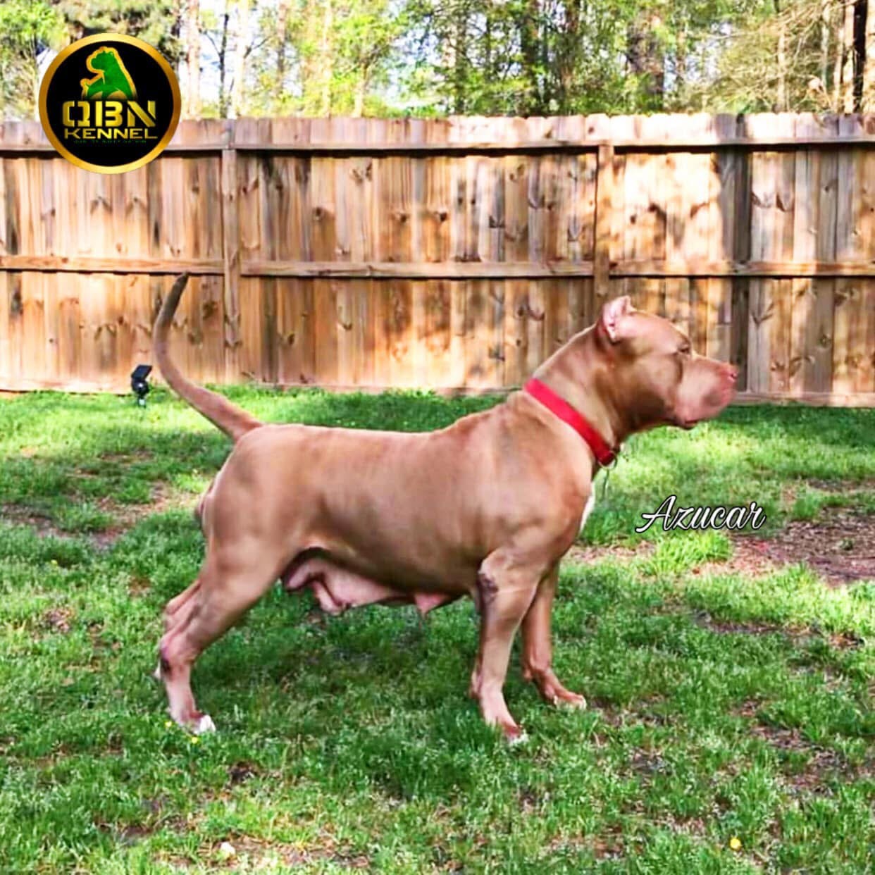 Dog Featured Image