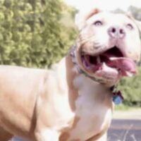 CPK Simba