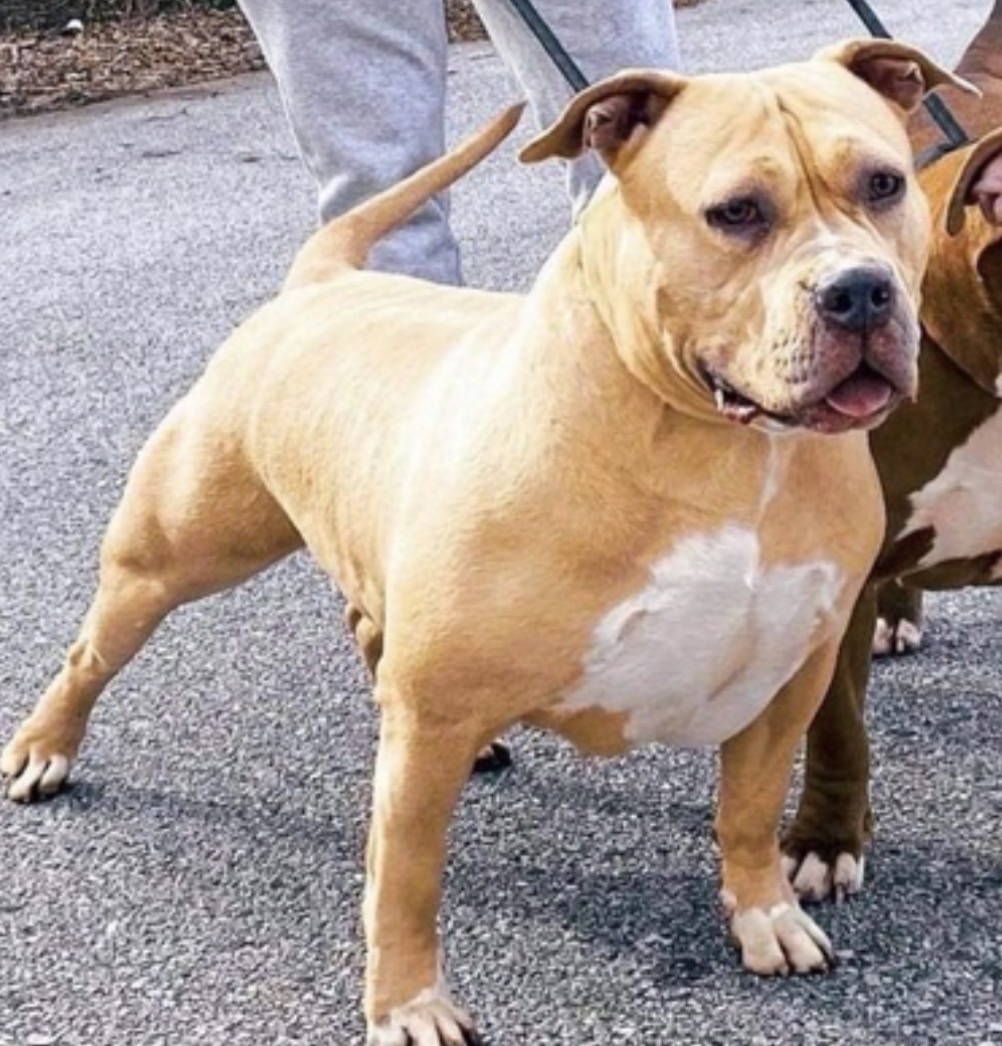 Dog Featured Image