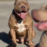 KBK’s Odin