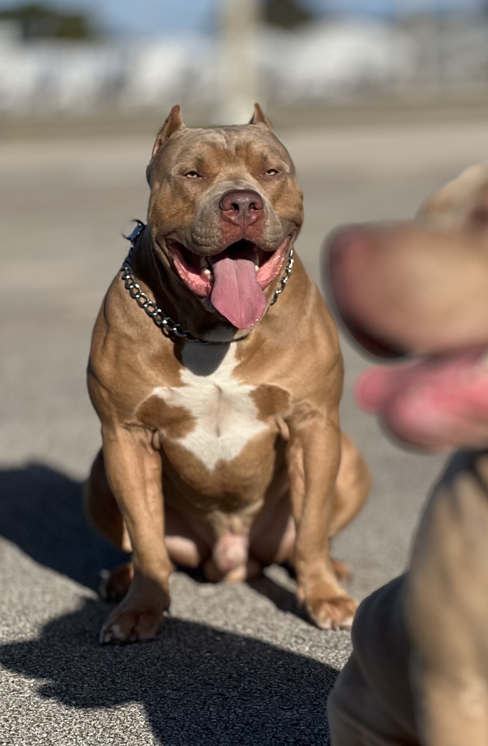 Dog Featured Image