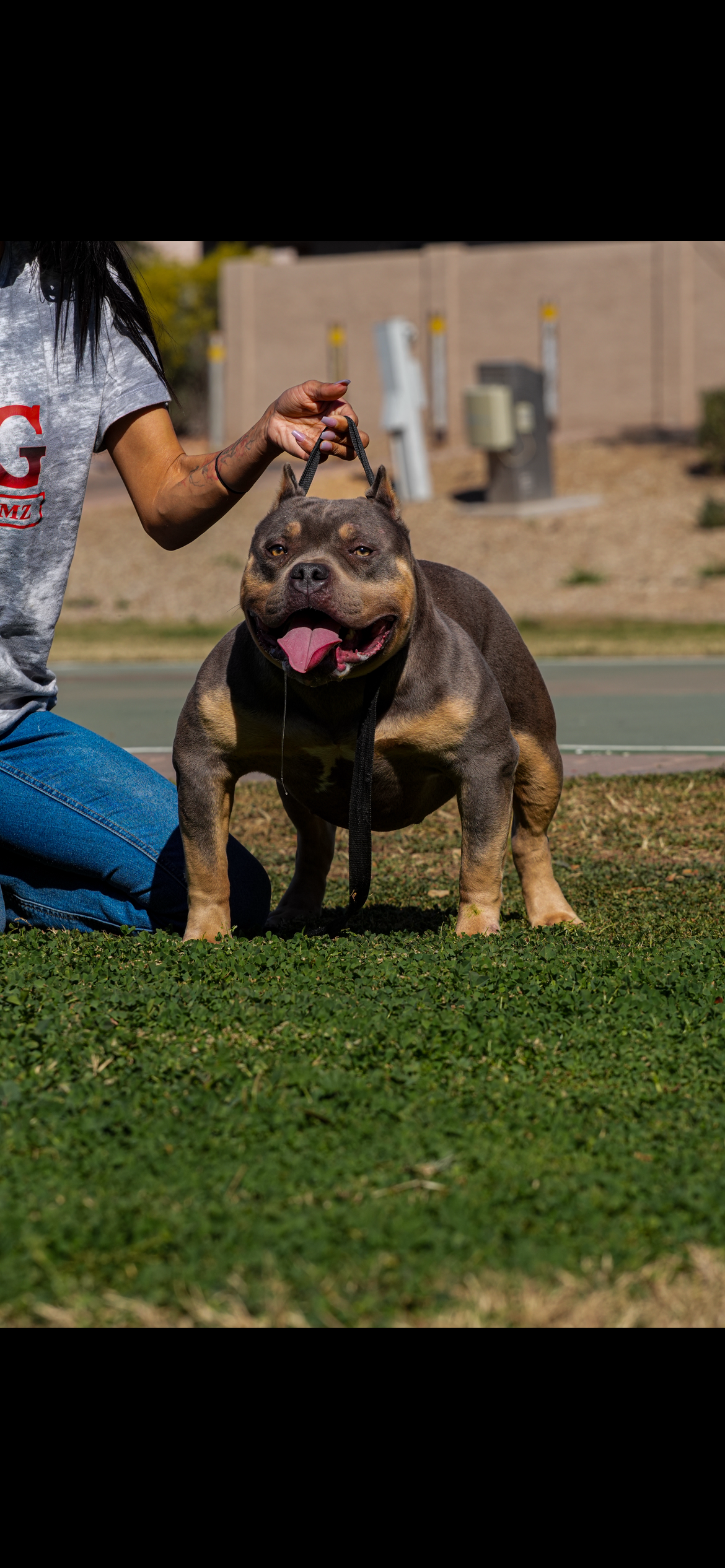 Dog Featured Image