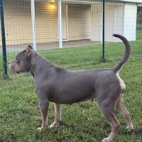 ‘PR’ Muscledogs Queen of ESBK