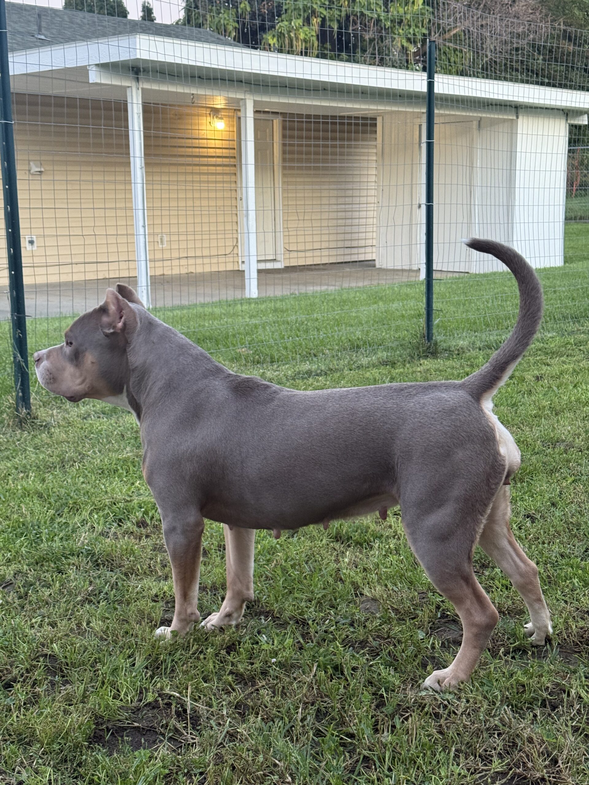 Dog Featured Image