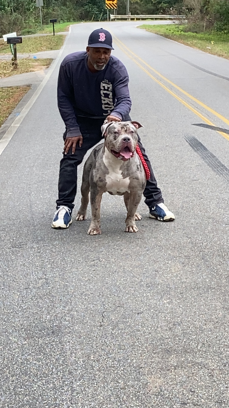 Dog Featured Image