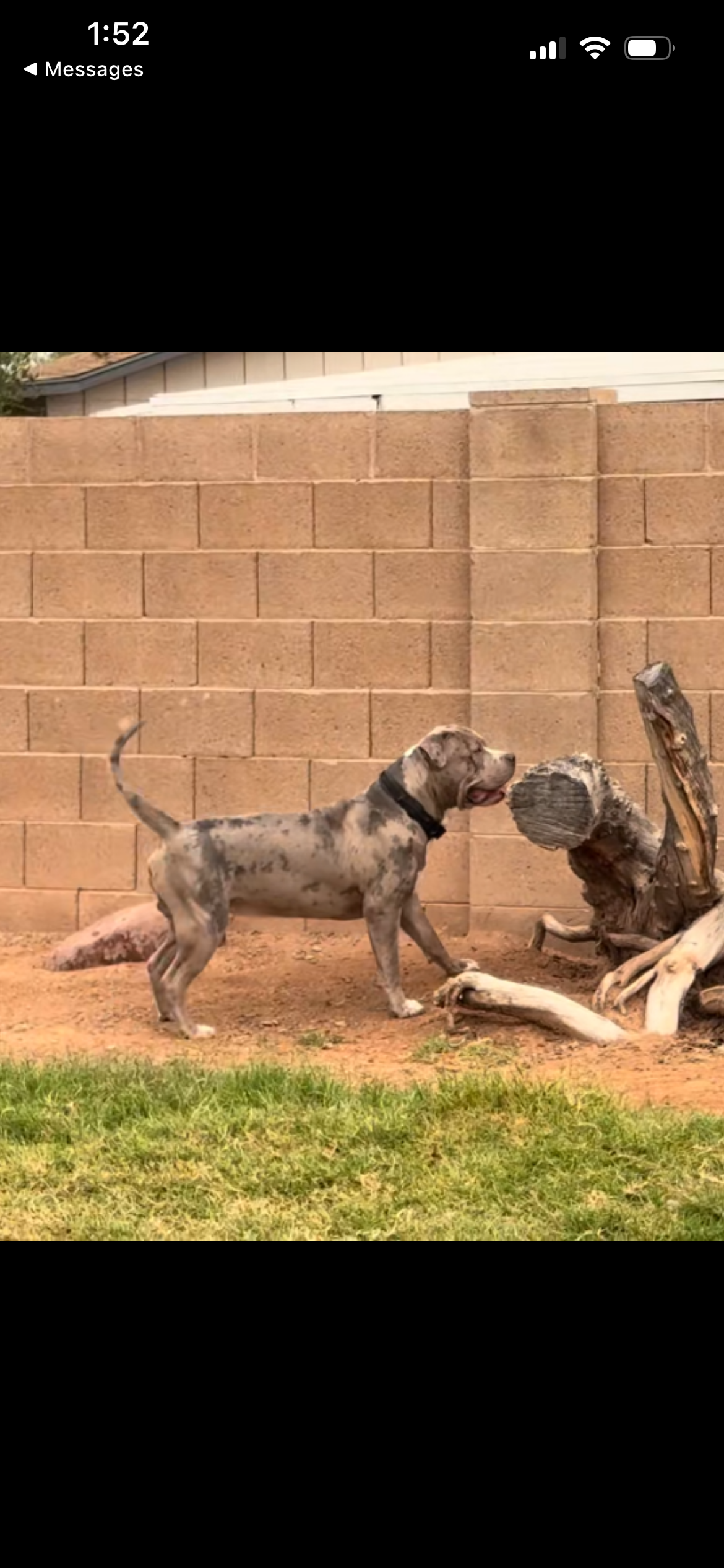 Dog Featured Image
