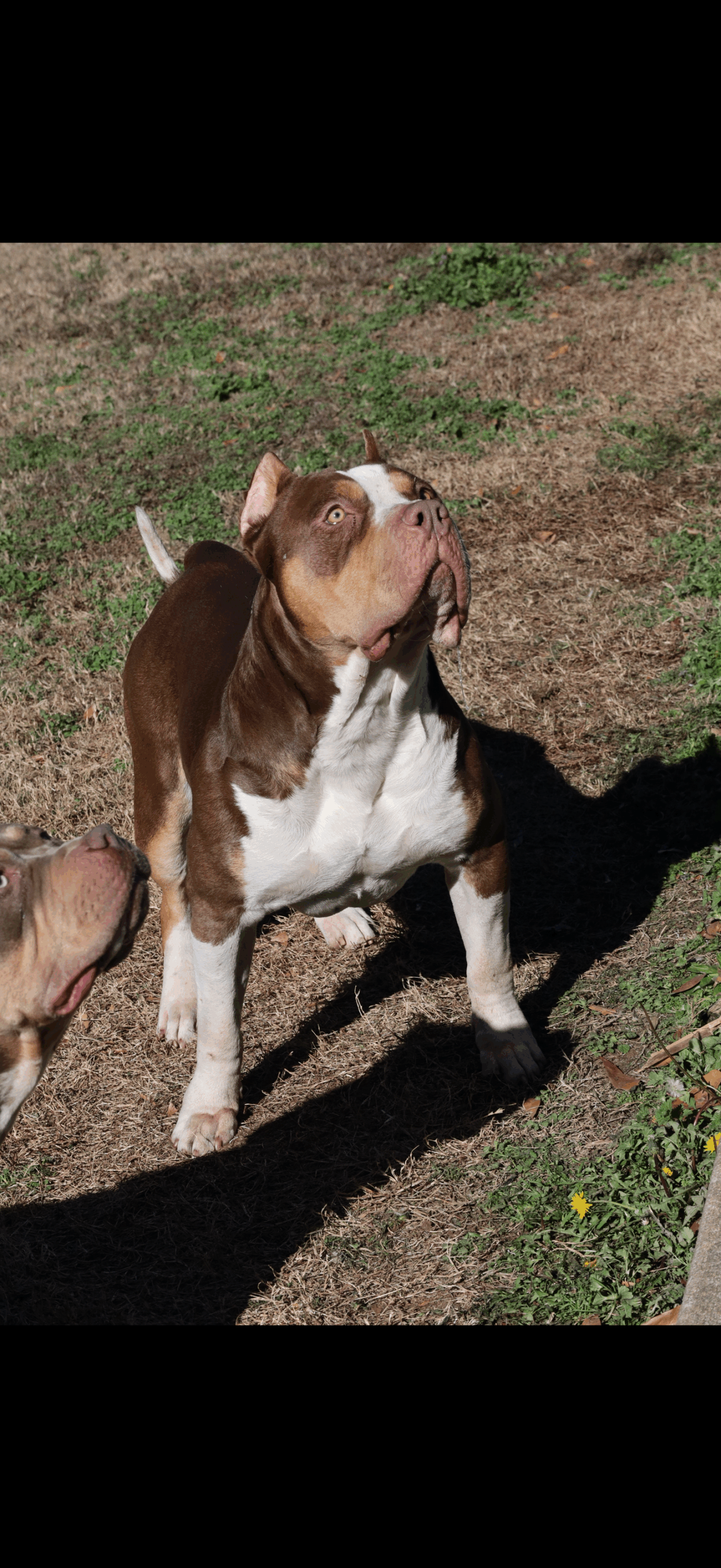 Dog Featured Image