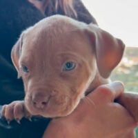 Sapphire Legacy Kennels Grizzly