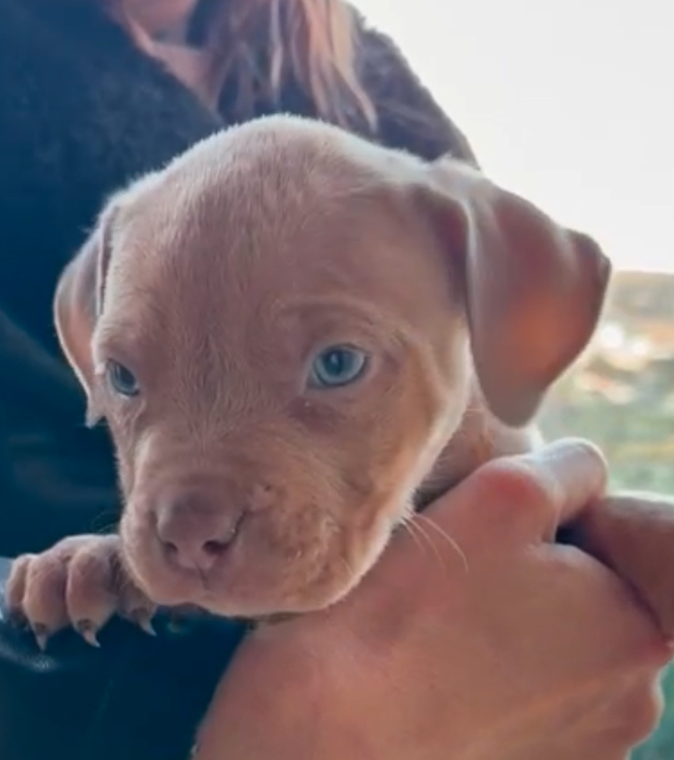 Dog Featured Image