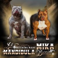 Mandibula x Mika