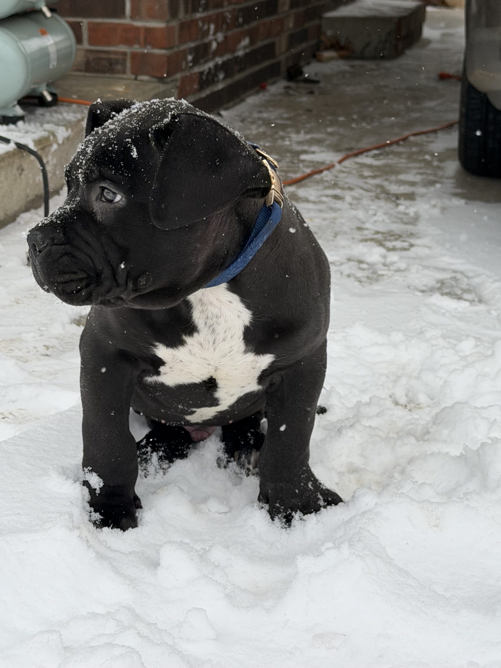 Dog Featured Image