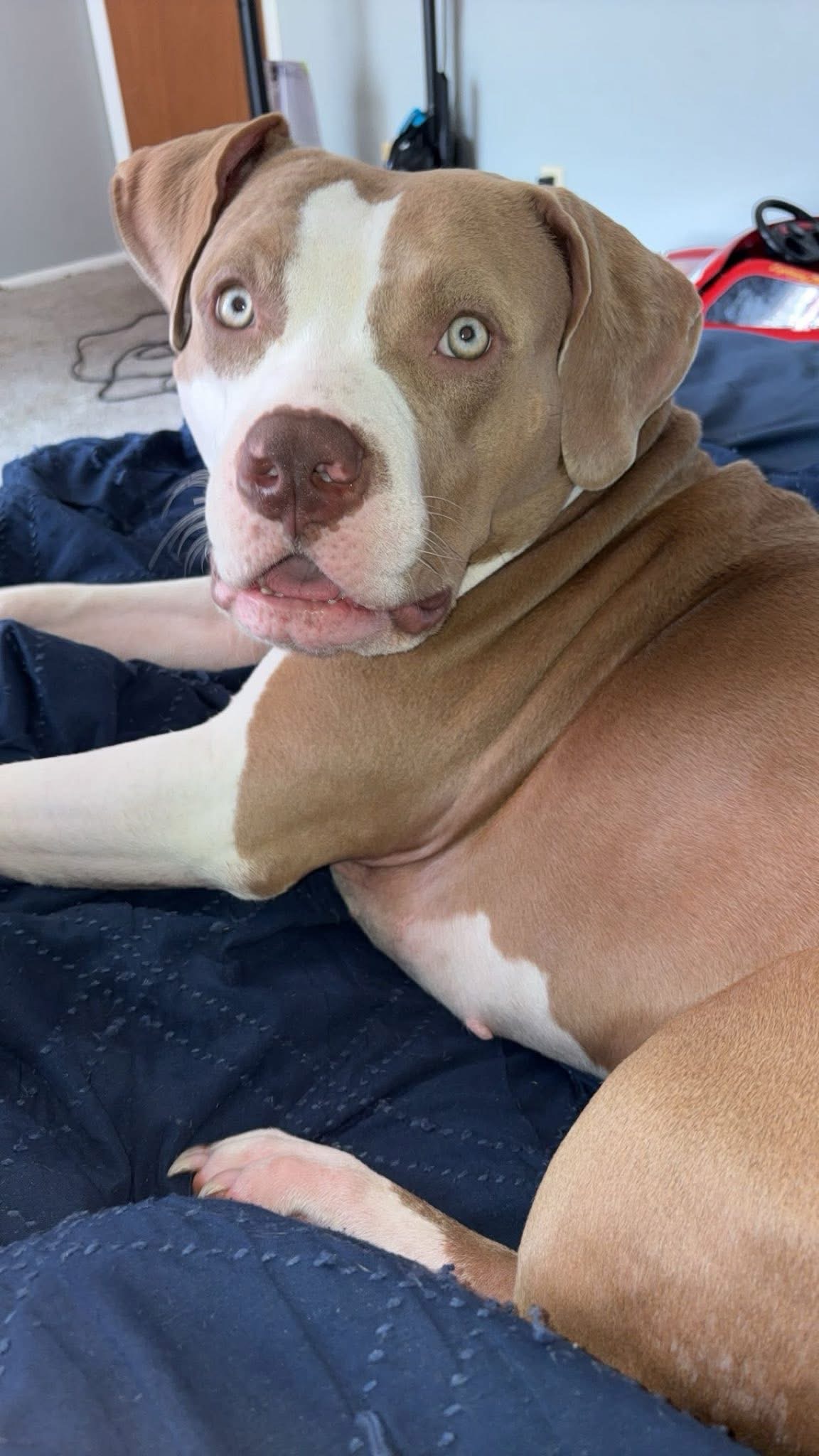 Dog Featured Image