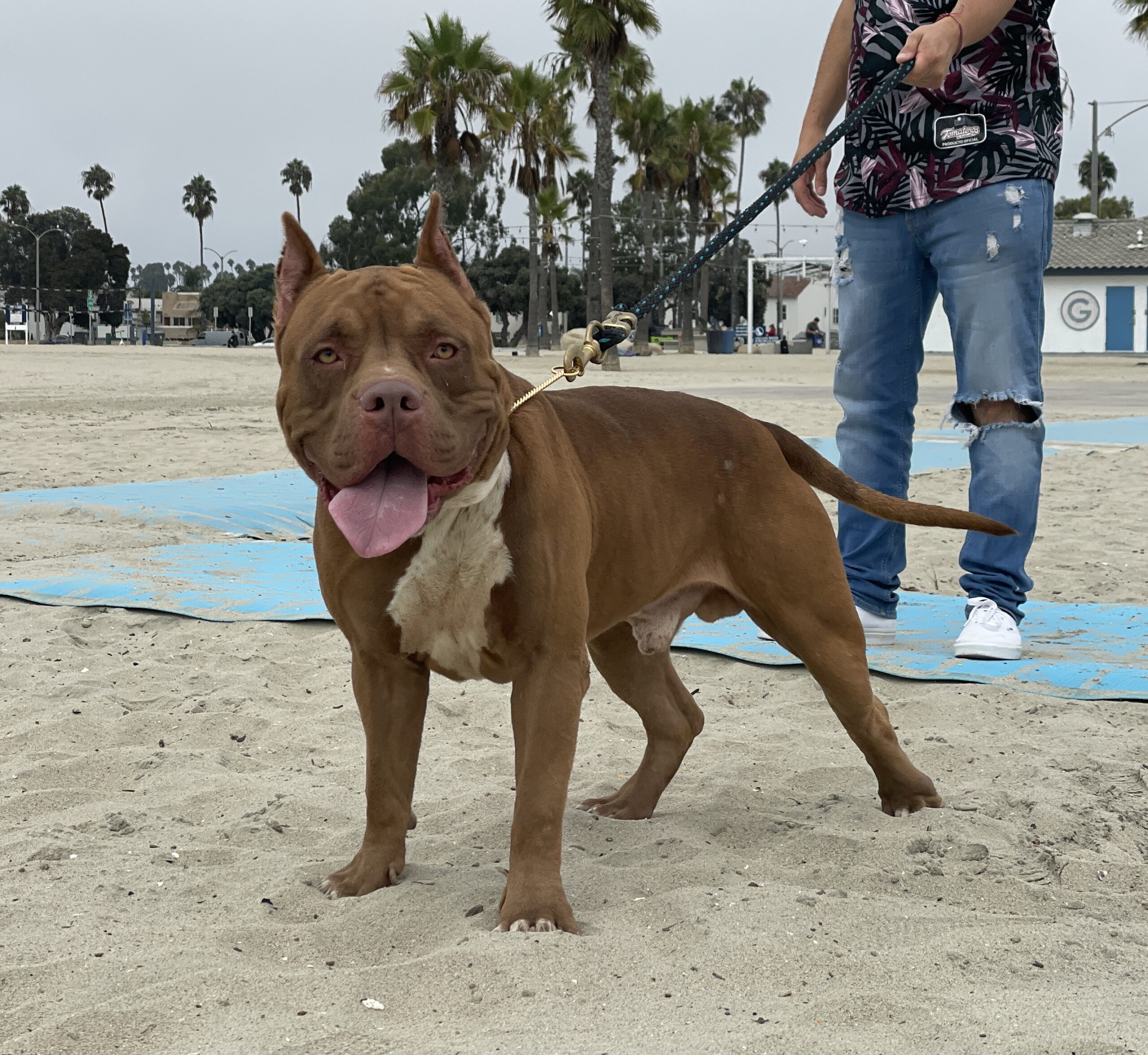 Dog Featured Image