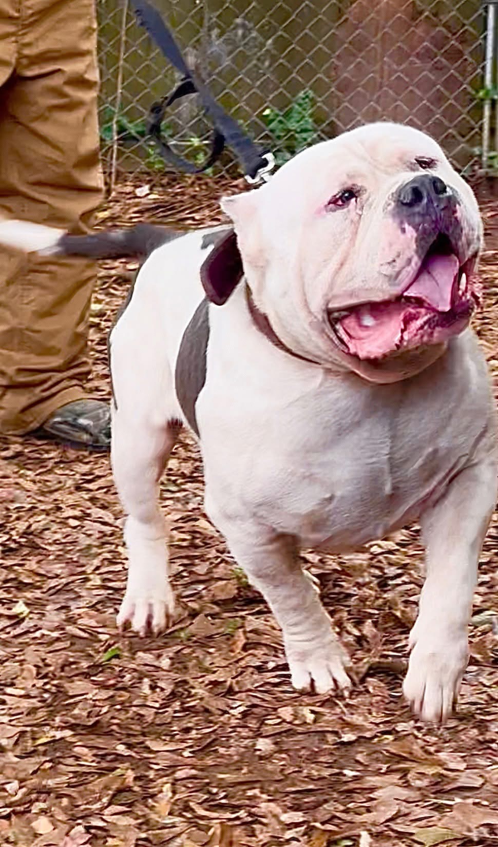 Dog Featured Image