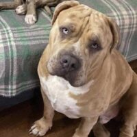 PeerlessBullies Max